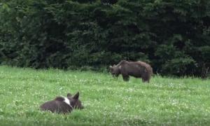 De frica urşilor, prefectul de Argeş vrea să monteze garduri electrice la marginea localităţilor