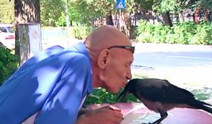 Un pui de cioară grivă a devenit mascota unui chioşc dintr-un cartier gălăţean