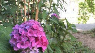 Parfum şi culoare pe malul Crişului. Un florar a decis să dea o nouă faţă unui parc din Oradea