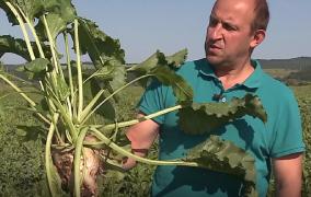 Un francez a pus bazele unei afaceri de succes cu sfeclă de zahăr, în Mureş