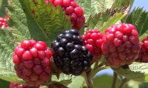 Sute de oameni s-au bucurat de festivalul murelor, la Roşia de Amaradia