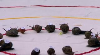 Peste 150 de melci şi-au dat întrecere la o competiţie anuală din Marea Britanie