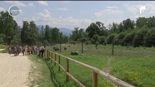 Sanctuar pentru urşi şi amenzi uriaşe pentru cei care îi hrănesc ilegal