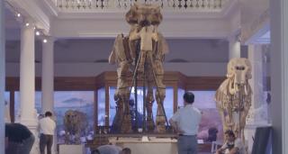 Mamutul de la Muzeul Antipa, protejat de un sistem anticutremur adus din Japonia