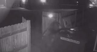 Urs surprins de camere în timp ce încearcă să deschidă un uriaş tomberon metalic, în Statele Unite