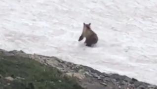 Imagini amuzante cu un urs care aleargă vesel şi alunecă pe zăpadă într-un parc din statul Montana