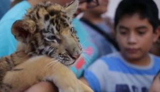 Doi pui de tigru bengalez, prezentați publicului, la o grădină zoologică din Mexic