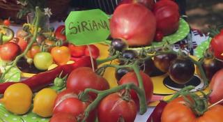 Roșia românească, savurată la Festivalul Tomatelor de la Buzău