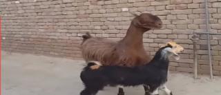 Două capre, filmate când merg ca la o prezentare de modă