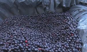 Pădurile României au multe afine, dar culegătorii sunt puțini