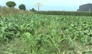 Muncitori intoxicaţi în Roman, pe un teren cu sfeclă. Zeci de persoane, între care şi copii au ajuns în stare gravă la spital