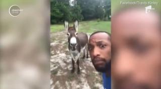 Un măgăruș cântă cu stăpânul o melodie din filmul Regele Leu