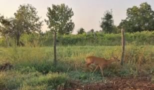 Argeşean cercetat penal pentru braconaj pentru că ţinea în curte o căprioară