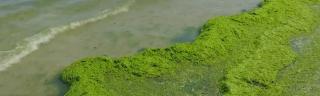 Litoralul românesc, invadat de alge