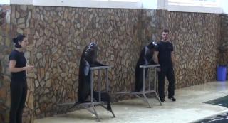 Delfinariul din Constanța, atracția turiștilor în această vară