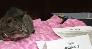 Prezentare de modă cu pisici, la New York