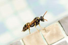 Soluții contra mușcăturilor de insecte. Cum ne protejăm