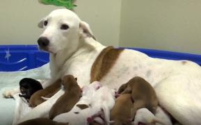 O căţeluşă fără adăpost din Texas este demnă de Cartea Recordurilor: a născut 20 de pui