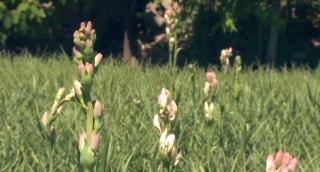 Tuberozele, răsfățul olfactiv din inima Transilvaniei