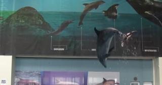 Protest în faţa Delfinariului din Constanţa. Activiştii, nemulţumiţi de condiţiile în care stau delifinii