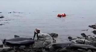 Mobilizare impresionantă în Islanda, pentru salvarea a 50 de balene