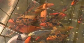 Dorinţele turiștilor ucid peştii din bazinul amenajat lângă delfinariul din Constanţa