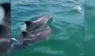 Joaca delfinilor la malul mării, spectacol pentru turiștii din Eforie