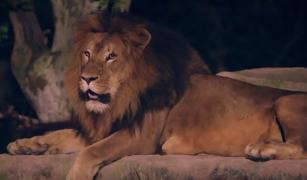 Rezervație cu animale sălbatice din Shanghai, vizitată noaptea