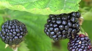 Afacere prosperă cu mure în Hunedoara, dezvoltată de un român reîntors din Spania