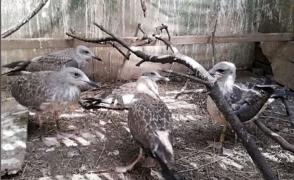 Nouă pui de pescăruşi, eliberați în natură în Târgu Mureş