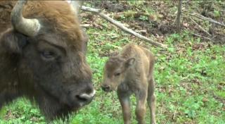 Se caută nume pentru un pui de zimbru din Parcului Natural Vânători Neamţ