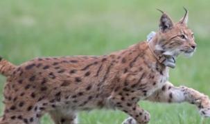 Dosar penal pentru tinerii din Braşov care au torturat un pui de râs