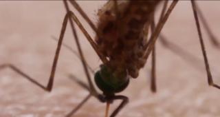 Virusul West Nile a făcut prima victimă în România, în acest an