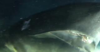 Un rechin gigant a fost filmat în apele insulelor Bahamas