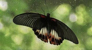Expoziţie de fluturi tropicali la Muzeul Antipa