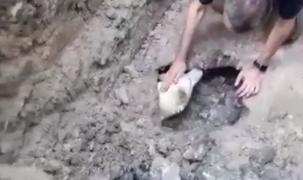 Câine salvat dintr-un canal, după o operațiune de amploare a pompierilor din Argeș