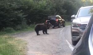 Urs hrănit de șoferi, pe Transfăgărășan