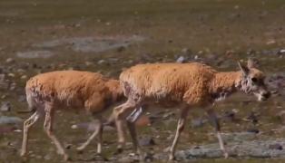 Zeci de mii de antilope, spectacol în Tibet