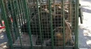 O ursoaică şi trei pui, care mişunau lângă lacul Sf. Ana, au ajuns în capitivitate