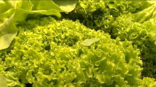 Dieta cu alimente alcaline, recomandată de specialiști pentru sănătate