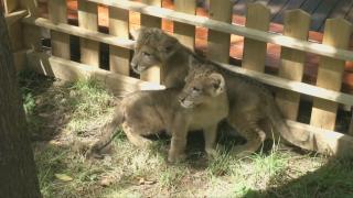 Doi pui de leu adorabili sunt favoriții vizitatorilor unui parc zoo din China