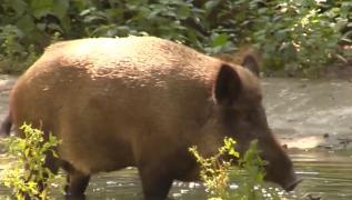 Pestă porcină, confirmată la Grădina Zoologică de lângă Pădurea Gârboavele