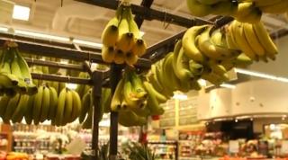 O ciupercă periculoasă afectează culturile de banane din întreaga lume