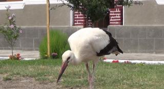 Trei pui de barză s-au împrietenit cu localnicii din Voislova, Caraş-Severin