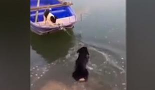 Rottweiler erou după ce s-a aruncat în apă pentru a-și salva prietenul cățel