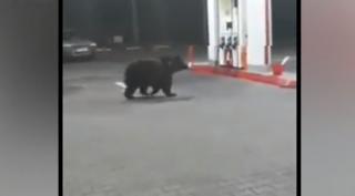 Doi urşi au băgat spaima printre şoferi, într-o benzinărie din Azuga