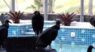 Zeci de vulturi negri au invadat locuinţa unei familii din Florida