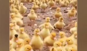 O mare de răţuşte a inundat o plajă din China