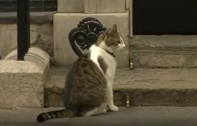 Motanul Larry, de la reşedinţa premierului britanic, în război cu câinele ministrului de Interne