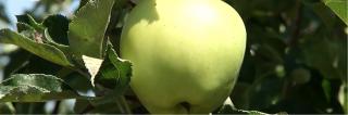 Tot mai puţine mere româneşti se găsesc pe piaţa de la noi